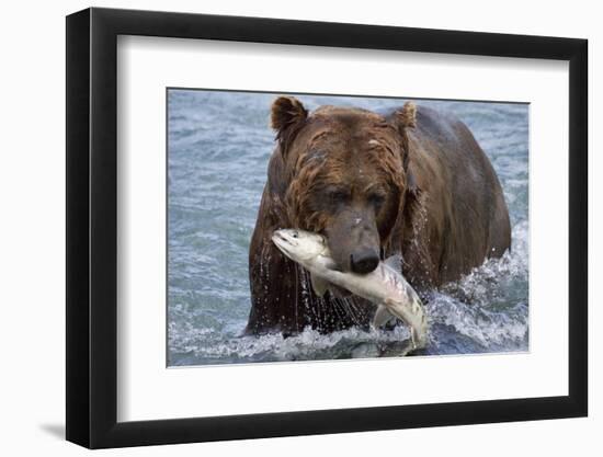 Grizzly Bear (Ursus Arctos)-Lynn M^ Stone-Framed Photographic Print