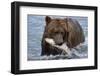 Grizzly Bear (Ursus Arctos)-Lynn M^ Stone-Framed Photographic Print