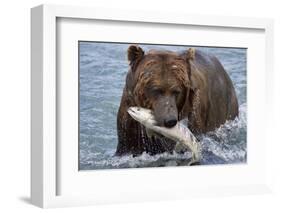 Grizzly Bear (Ursus Arctos)-Lynn M^ Stone-Framed Photographic Print