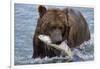 Grizzly Bear (Ursus Arctos)-Lynn M^ Stone-Framed Photographic Print