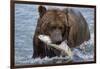 Grizzly Bear (Ursus Arctos)-Lynn M^ Stone-Framed Photographic Print