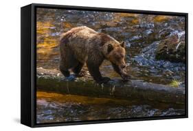 Grizzly Bear Watching for Salmon, Tongass National Forest Alaska, USA-Jaynes Gallery-Framed Stretched Canvas