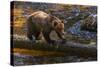 Grizzly Bear Watching for Salmon, Tongass National Forest Alaska, USA-Jaynes Gallery-Stretched Canvas