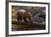 Grizzly Bear Watching for Salmon, Tongass National Forest Alaska, USA-Jaynes Gallery-Framed Photographic Print