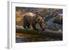 Grizzly Bear Watching for Salmon, Tongass National Forest Alaska, USA-Jaynes Gallery-Framed Photographic Print