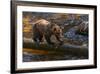 Grizzly Bear Watching for Salmon, Tongass National Forest Alaska, USA-Jaynes Gallery-Framed Photographic Print