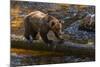 Grizzly Bear Watching for Salmon, Tongass National Forest Alaska, USA-Jaynes Gallery-Mounted Photographic Print