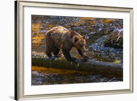 Grizzly Bear Watching for Salmon, Tongass National Forest Alaska, USA-Jaynes Gallery-Framed Photographic Print