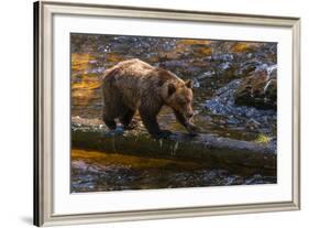 Grizzly Bear Watching for Salmon, Tongass National Forest Alaska, USA-Jaynes Gallery-Framed Photographic Print