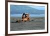 Grizzly Bear Waving-Lantern Press-Framed Art Print