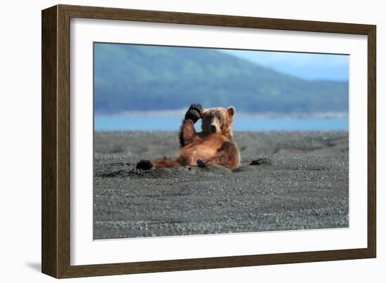 Grizzly Bear Waving-Lantern Press-Framed Art Print