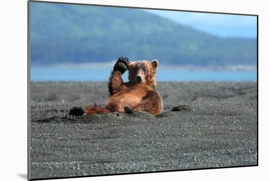 Grizzly Bear Waving-Lantern Press-Mounted Art Print