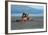 Grizzly Bear Waving-Lantern Press-Framed Art Print