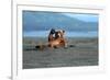 Grizzly Bear Waving-Lantern Press-Framed Premium Giclee Print