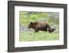 Grizzly bear with cub among wildflowers, USA-George Sanker-Framed Photographic Print