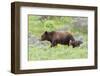 Grizzly bear with cub among wildflowers, USA-George Sanker-Framed Photographic Print