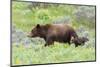 Grizzly bear with cub among wildflowers, USA-George Sanker-Mounted Photographic Print