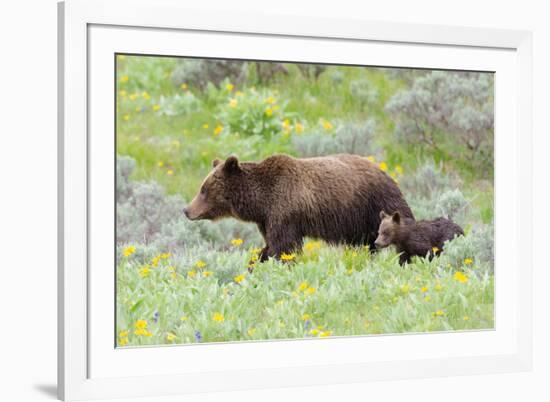 Grizzly bear with cub among wildflowers, USA-George Sanker-Framed Photographic Print