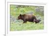 Grizzly bear with cub among wildflowers, USA-George Sanker-Framed Photographic Print