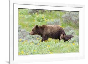 Grizzly bear with cub among wildflowers, USA-George Sanker-Framed Photographic Print