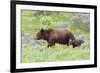 Grizzly bear with cub among wildflowers, USA-George Sanker-Framed Photographic Print