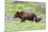 Grizzly bear with cub among wildflowers, USA-George Sanker-Mounted Photographic Print