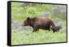 Grizzly bear with cub among wildflowers, USA-George Sanker-Framed Stretched Canvas