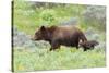 Grizzly bear with cub among wildflowers, USA-George Sanker-Stretched Canvas