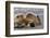 Grizzly bear with cub sleeping on her back, Lake Clark National Park and Preserve, Alaska-Adam Jones-Framed Photographic Print