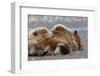 Grizzly bear with cub sleeping on her back, Lake Clark National Park and Preserve, Alaska-Adam Jones-Framed Photographic Print