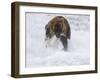 Grizzly Bear with Salmon, Alaska-Lynn M^ Stone-Framed Photographic Print