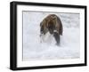 Grizzly Bear with Salmon, Alaska-Lynn M^ Stone-Framed Photographic Print