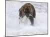 Grizzly Bear with Salmon, Alaska-Lynn M^ Stone-Mounted Photographic Print