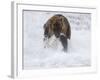 Grizzly Bear with Salmon, Alaska-Lynn M^ Stone-Framed Photographic Print