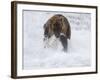 Grizzly Bear with Salmon, Alaska-Lynn M^ Stone-Framed Photographic Print