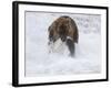 Grizzly Bear with Salmon, Alaska-Lynn M^ Stone-Framed Photographic Print