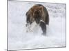 Grizzly Bear with Salmon, Alaska-Lynn M^ Stone-Mounted Photographic Print