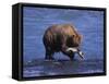 Grizzly Bear with Salmon in Mouth, Alaska-Lynn M^ Stone-Framed Stretched Canvas