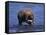 Grizzly Bear with Salmon in Mouth, Alaska-Lynn M^ Stone-Framed Stretched Canvas