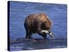 Grizzly Bear with Salmon in Mouth, Alaska-Lynn M^ Stone-Stretched Canvas