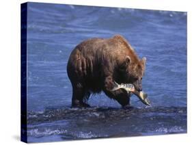 Grizzly Bear with Salmon in Mouth, Alaska-Lynn M^ Stone-Stretched Canvas