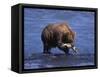 Grizzly Bear with Salmon in Mouth, Alaska-Lynn M^ Stone-Framed Stretched Canvas