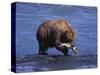 Grizzly Bear with Salmon in Mouth, Alaska-Lynn M^ Stone-Stretched Canvas