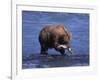 Grizzly Bear with Salmon in Mouth, Alaska-Lynn M^ Stone-Framed Photographic Print