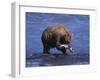 Grizzly Bear with Salmon in Mouth, Alaska-Lynn M^ Stone-Framed Photographic Print