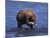 Grizzly Bear with Salmon in Mouth, Alaska-Lynn M^ Stone-Mounted Photographic Print