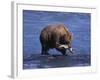 Grizzly Bear with Salmon in Mouth, Alaska-Lynn M^ Stone-Framed Photographic Print