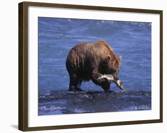 Grizzly Bear with Salmon in Mouth, Alaska-Lynn M^ Stone-Framed Photographic Print