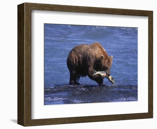 Grizzly Bear with Salmon in Mouth, Alaska-Lynn M^ Stone-Framed Photographic Print