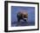 Grizzly Bear with Salmon in Mouth, Alaska-Lynn M^ Stone-Framed Photographic Print